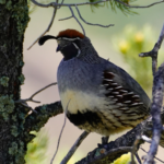 Partridge in a pear tree lotro