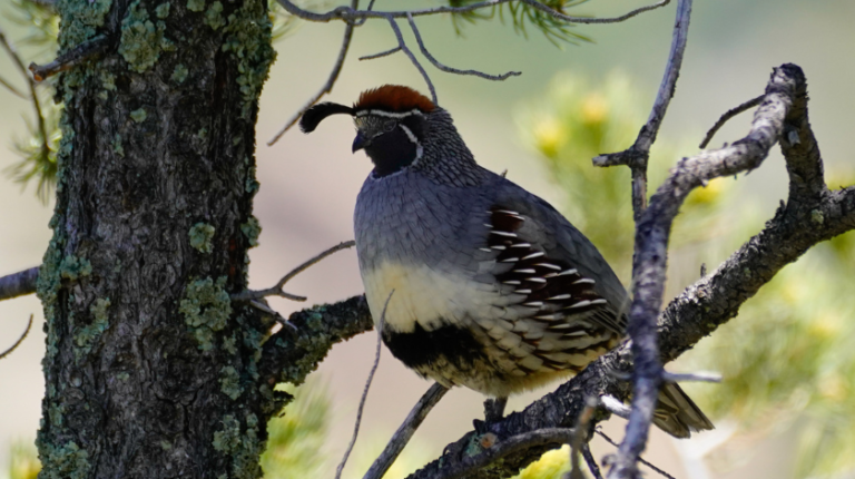 Partridge in a pear tree lotro